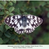 melanargia russiae eberti talysh female 1